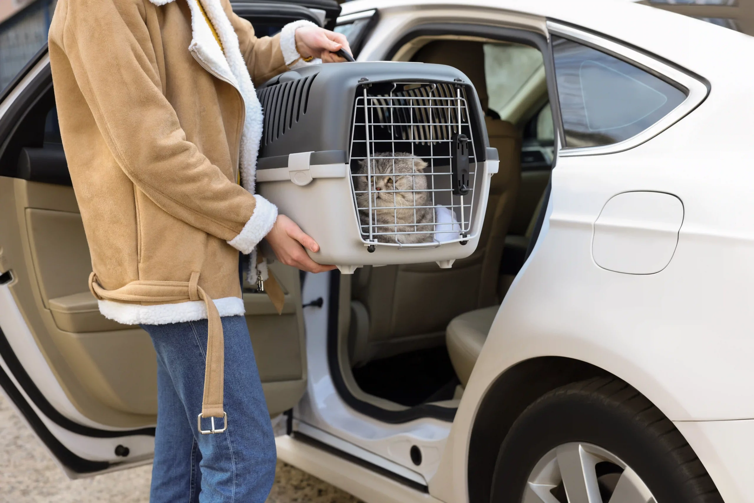 chat en voiture - mon chat et moi3