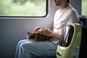 chat train - mon chat et moi 2