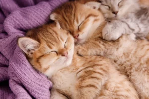 Portée de chatons regroupés