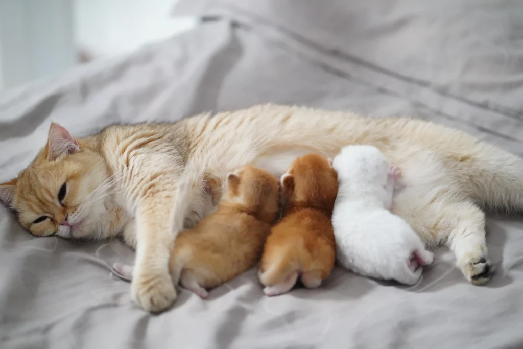 comment reconnaître un chaton mâle ou femelle - mon chat et moi 2