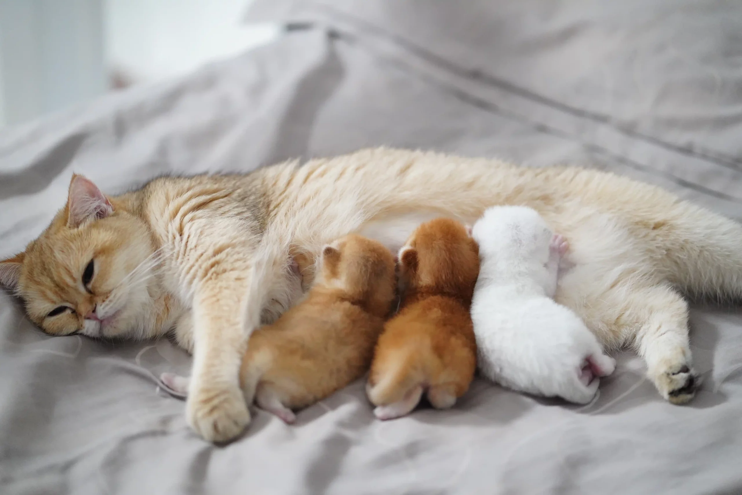 comment reconnaître un chaton mâle ou femelle - mon chat et moi 2