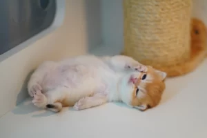 Chaton en vue rapprochée