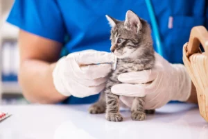 Vétérinaire examinant des chatons en clinique