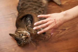 Rougeur ou pustule au point de griffure
