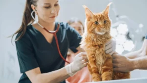 sida du chat - mon chat et moi