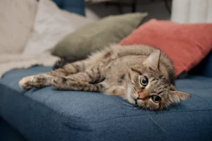 sida du chat - mon chat et moi