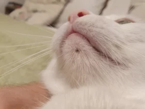 Acné du chat - Mon chat et moi2