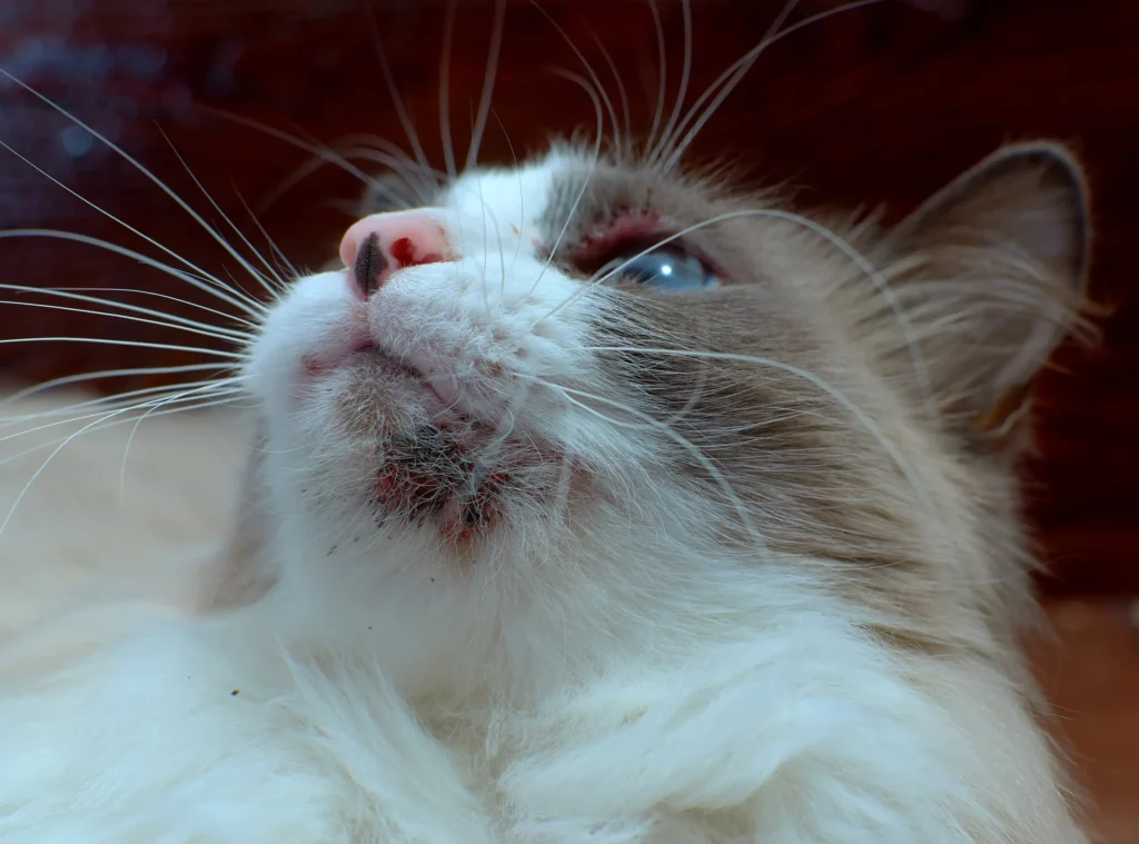 Acné du chat - Mon chat et moi3