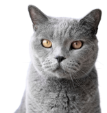 photo_chat_recrutement