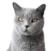 photo_chat_recrutement