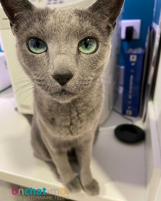 Mon Chat Moi Veterinaires Pour Chats A Nantes Orvault Et Reze