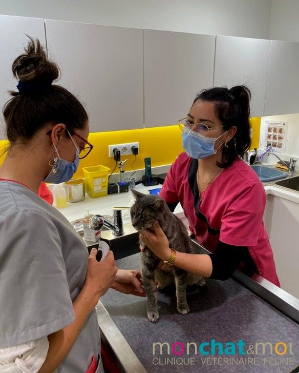 Mon Chat Moi Veterinaires Pour Chats A Nantes Orvault Et Reze